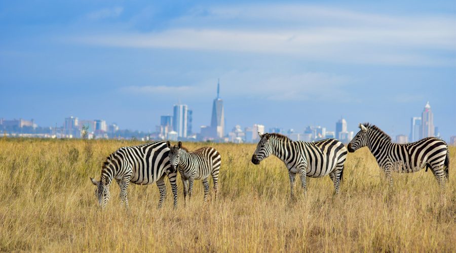 NNP WILDSIGHTS 1 Zebras Spotted at Nairobi During a Safari Trip In Kenya