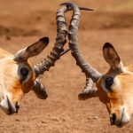 Impala Fighiting at Nairobi NP, Spotted during a Kenya Safari Trip