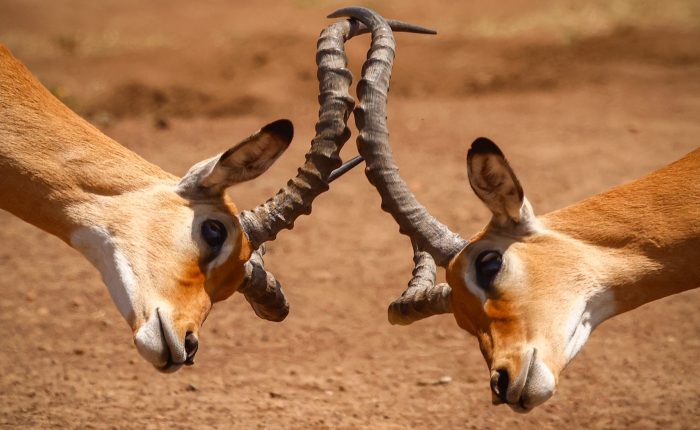 Impala Fighiting at Nairobi NP, Spotted during a Kenya Safari Trip