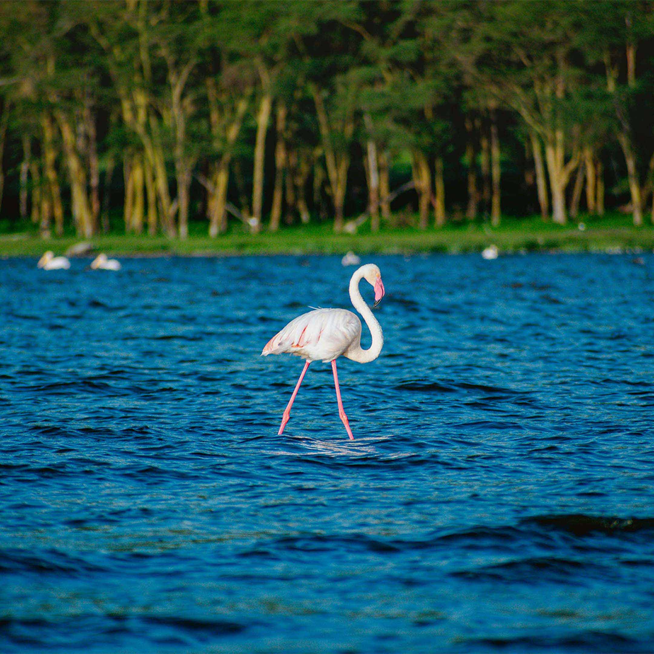 Flamingo Spotted at Lake Nakuru NP During a Safari Trip In Kenya
