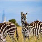 Zebra Spotted at Nairobi NP During a Safari Trip In Kenya. Contact Us for search adventures