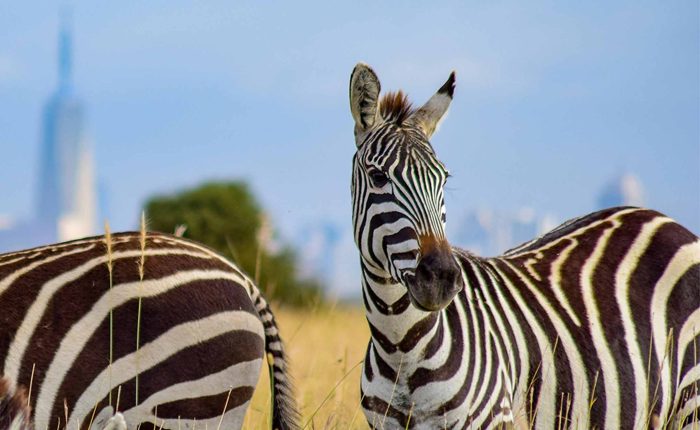 Zebra Spotted at Nairobi NP During a Safari Trip In Kenya. Contact Us for search adventures