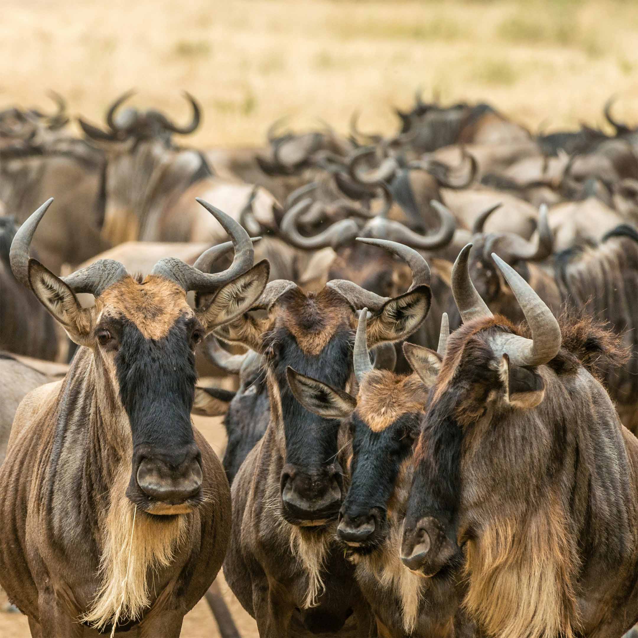 Wildebeests in Masai Mara