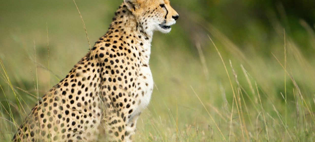 Cheetah spotting the Wildebeest at Masai Mara