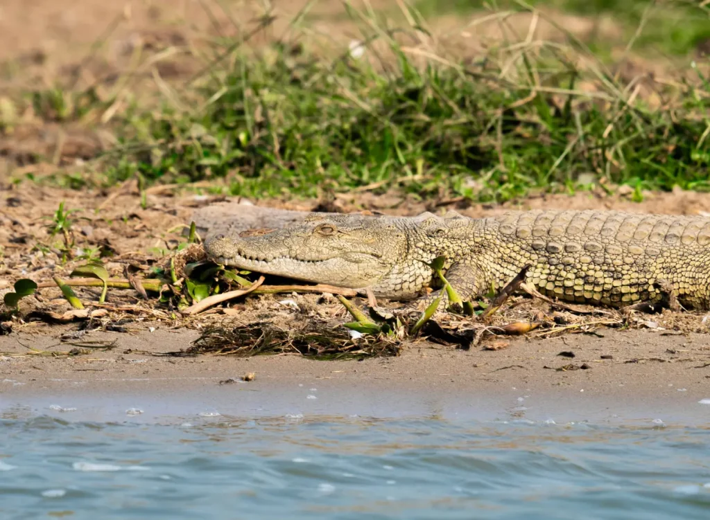 Crocodile at Central Island National Park