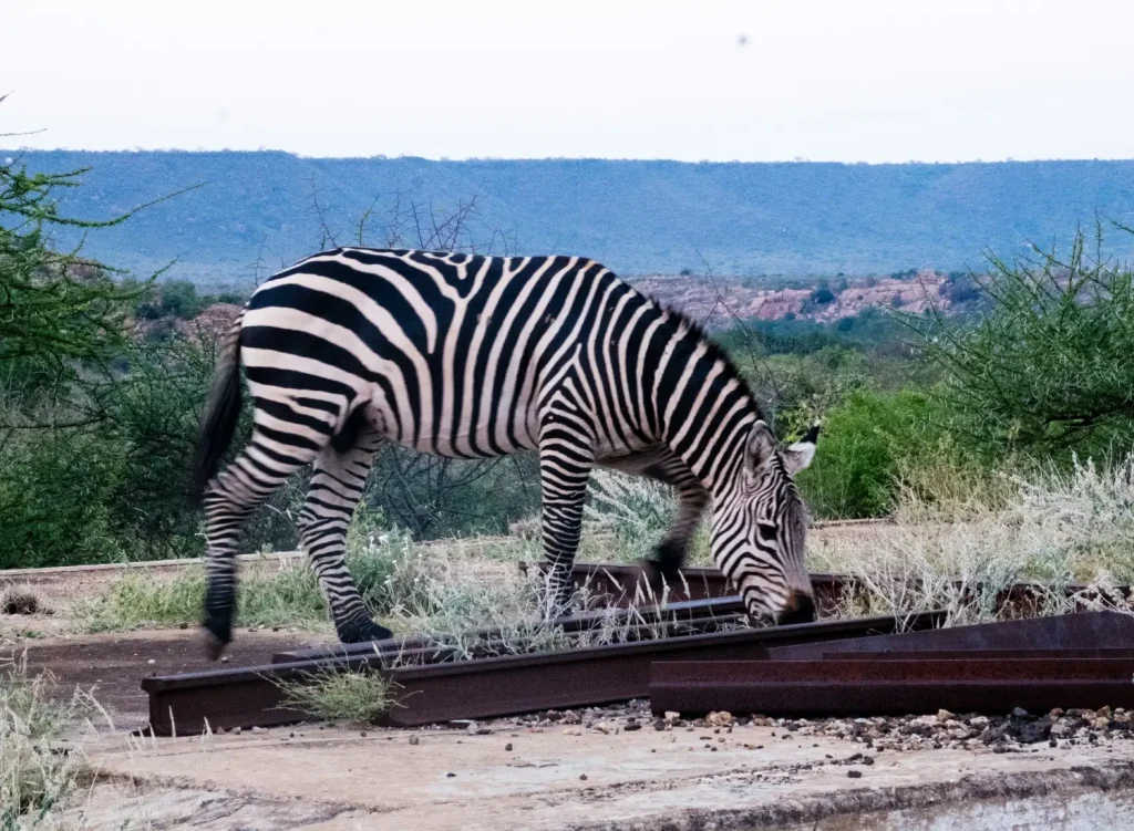 Zebra at Chyulu Hills National Park