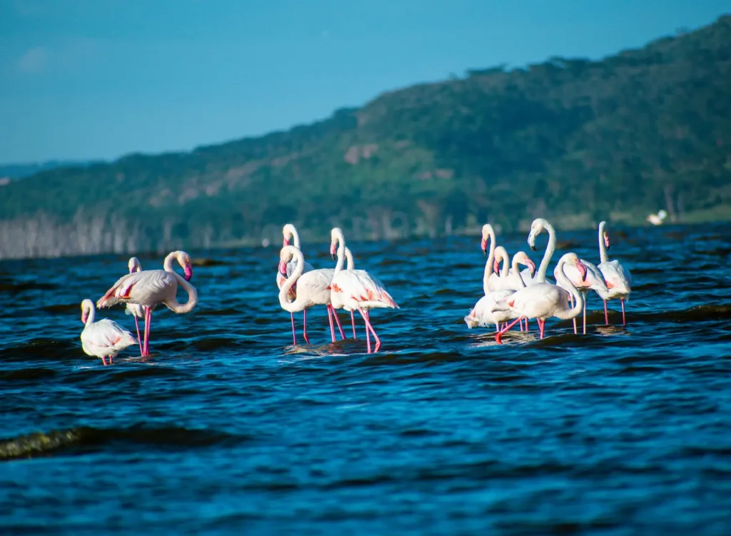 Flamingos at Lake Nakuru National Park Kenya