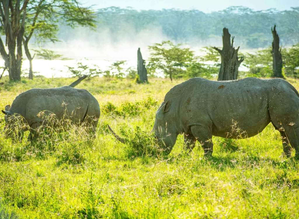 Rhinos at Lake Nakuru National Park