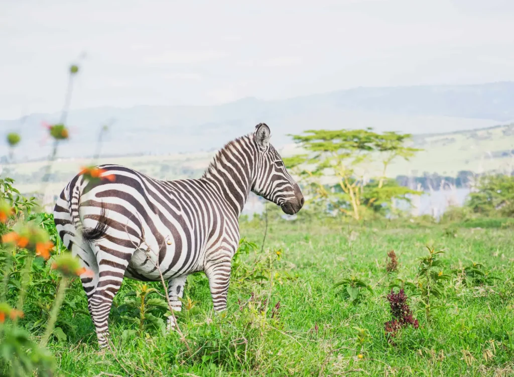 Zebra at Lake Nakuru National Park