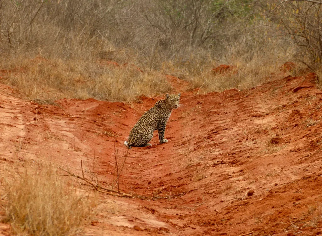 Tsavo East National Parks in Kenya