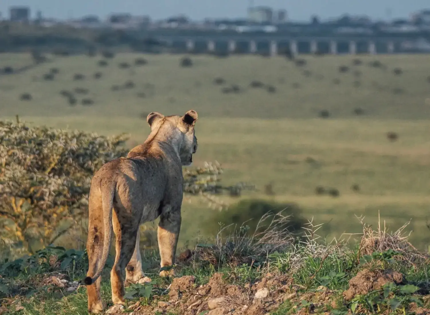 Lioness at Nairobi Park