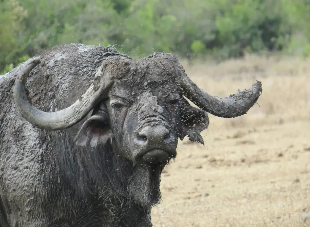 Buffalo at Meru National Park