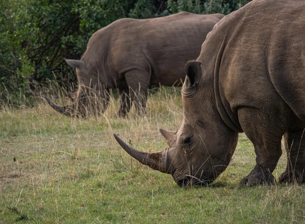 Rhinos at Meru National Park