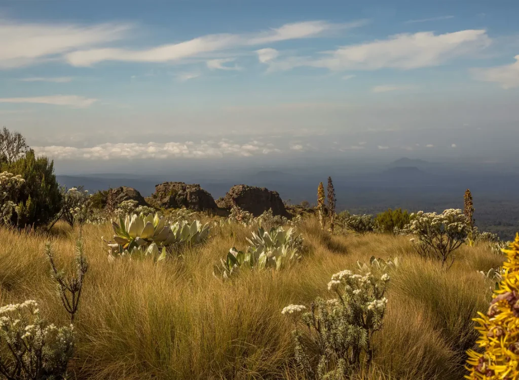Mount Kenya National Park Land Scape