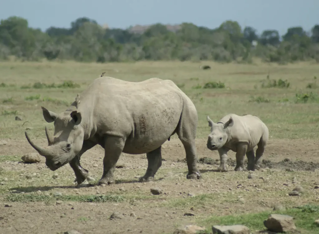 Ol Pejeta Conservancy one of the Top 10 Game Reserves in Kenya