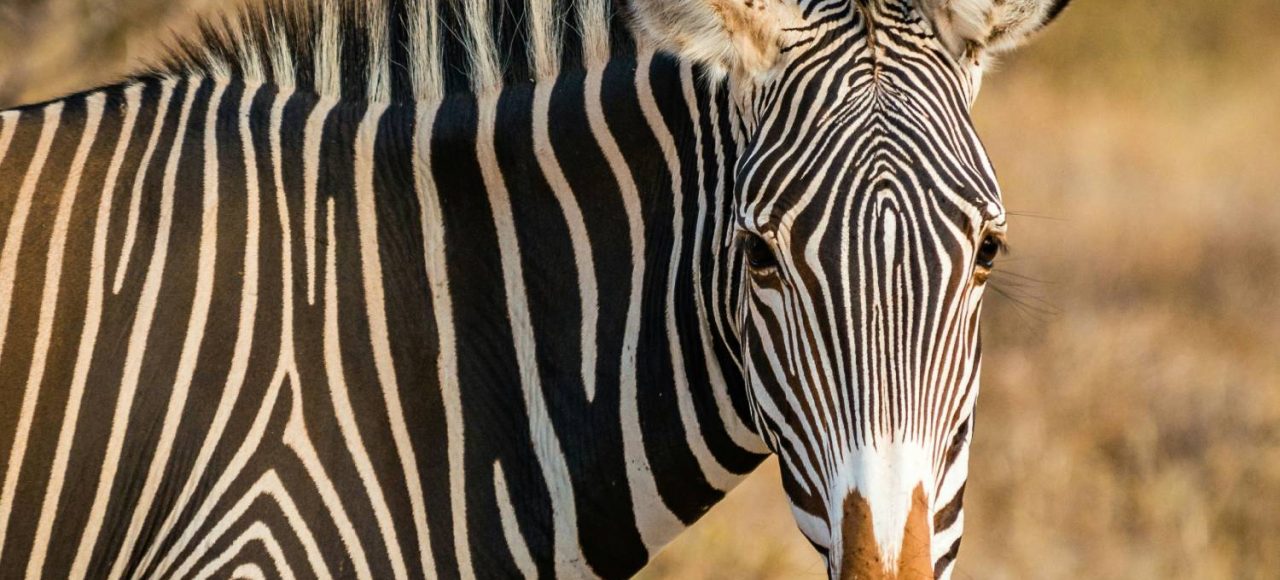 Grevys Zebra Spotted at Samburu National Reserve