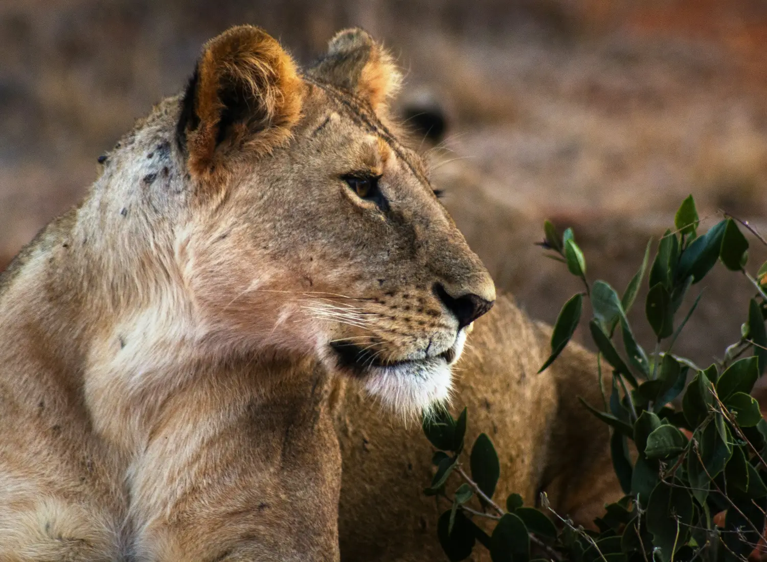 Tsavo EAST National Parks in Kenya