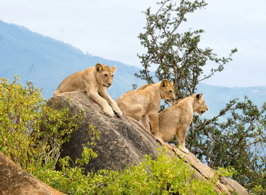 Lions at Tsavo West National Park