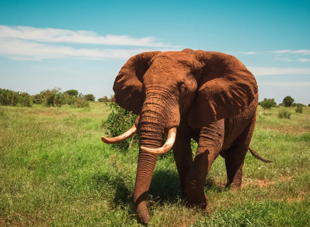 An Elephant in Tsavo West Park