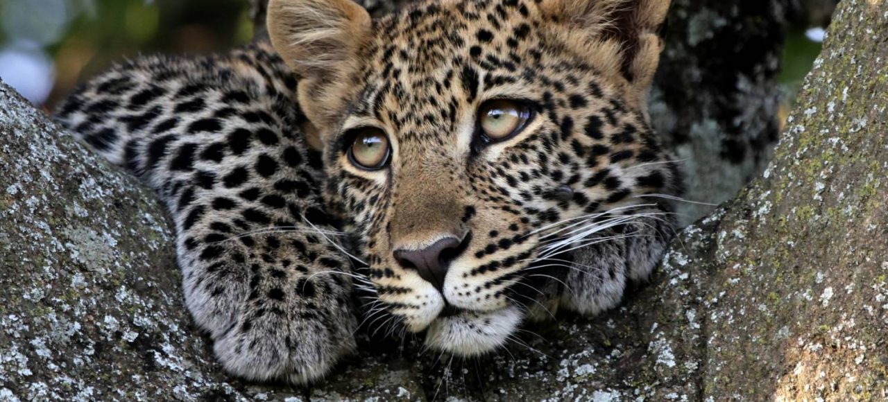 A photo of a Leopard at Masai Mara
